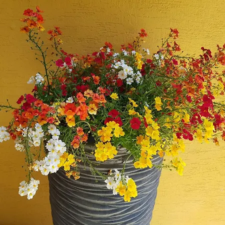 Casa Meline - Disneyland Paris Feriehus *